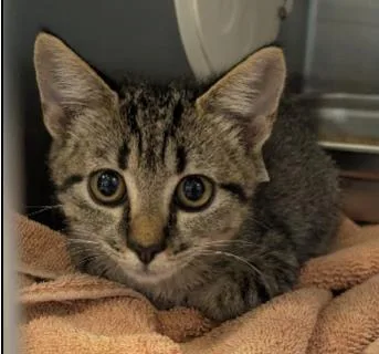 A baby medium-sized female Domestic Short Hair cat named Twyla for adoption in West Chester, PA