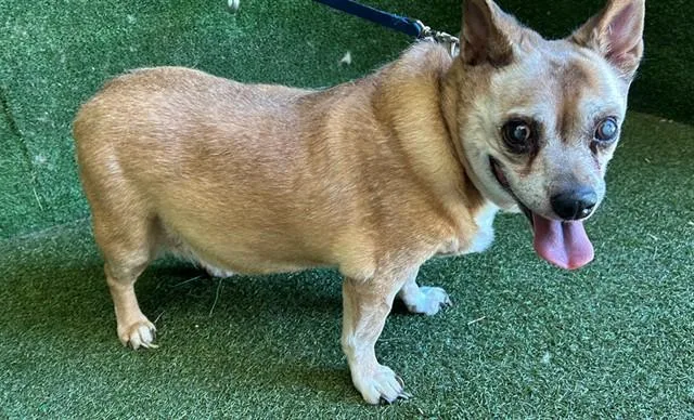 A senior small-sized male Chihuahua dog named Lucky for adoption in Lancaster, CA