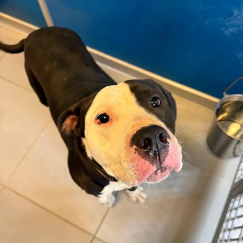 Stray Pitbull