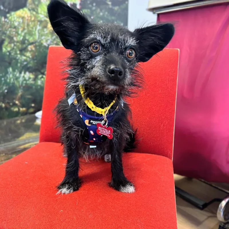A senior small-sized female Black Terrier dog named Jelly Bean for adoption in San Francisco, CA