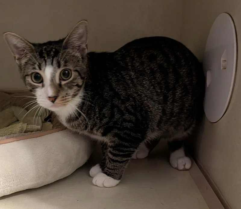 A young medium-sized male Domestic Short Hair cat named Rubin for adoption in Pompano Beach, FL