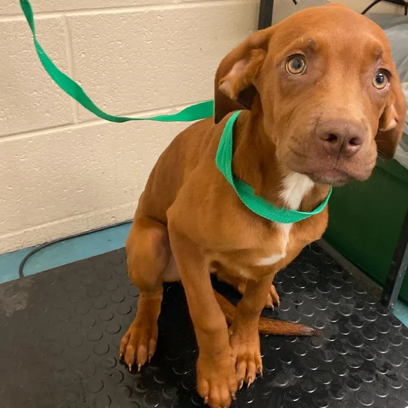 A baby medium-sized female Brown / Chocolate Mixed Breed dog named Laylee for adoption in Memphis, TN