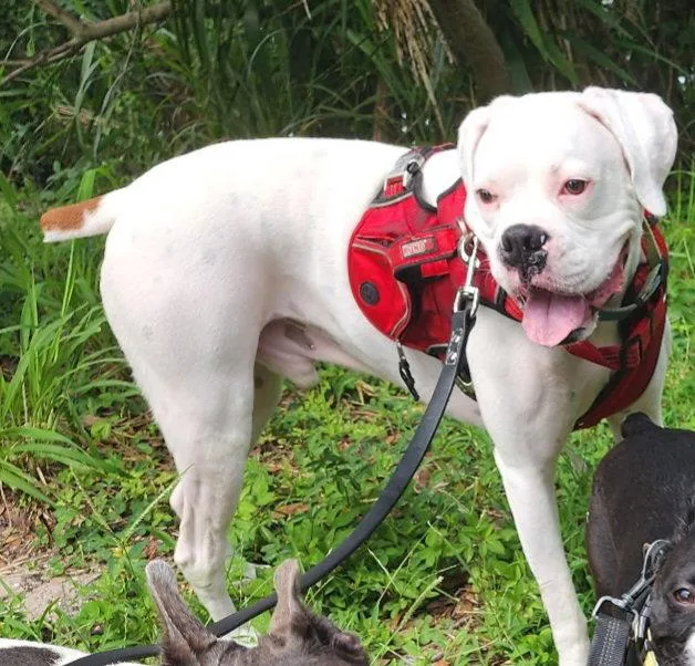A young large-sized male Boxer dog named Pablo F for adoption in Crestview, FL