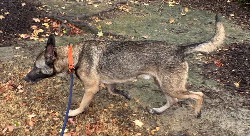 An adult large-sized male German Shepherd Dog dog named Rocco for adoption in Dallas, TX