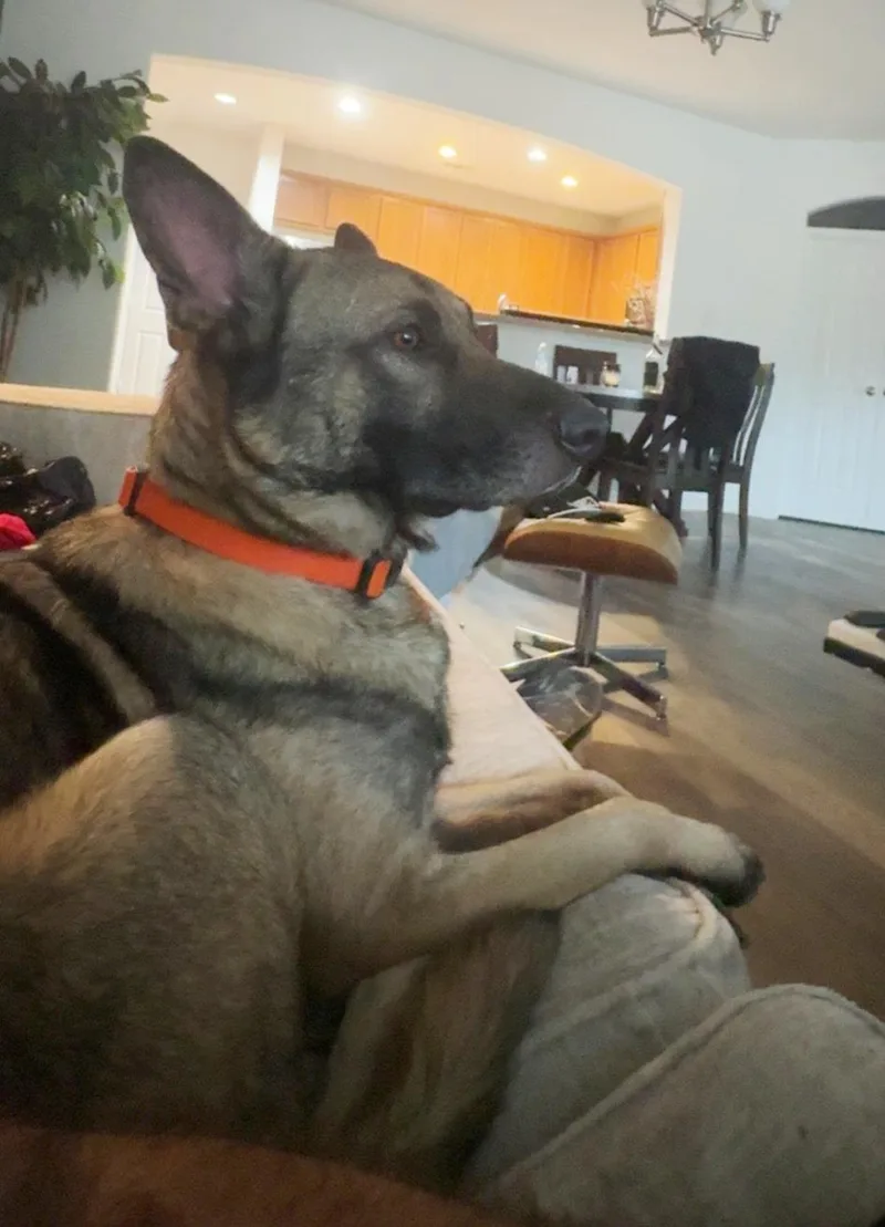 Rocco thumbnail 3