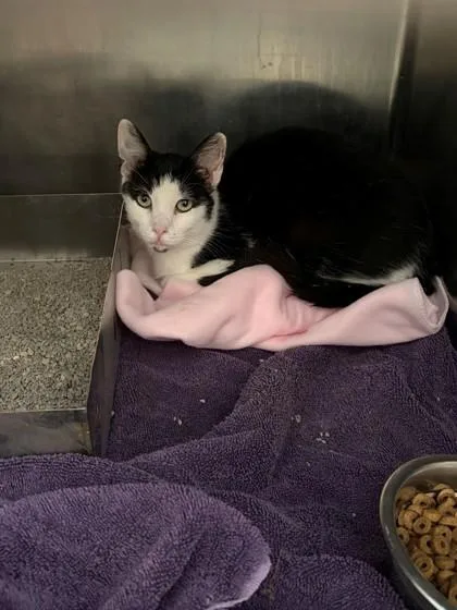 A baby medium-sized female Domestic Short Hair cat named Missy for adoption in Baraboo, WI