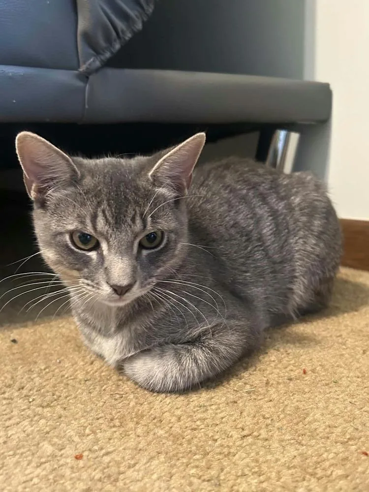 A baby small-sized male American Shorthair cat named Bandit bonded with Smokey for adoption in Bremen, OH