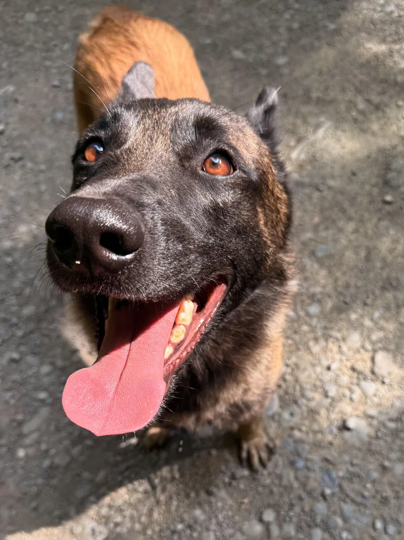 A young medium-sized male Bicolor Belgian Shepherd / Malinois dog named Ronin for adoption in Milford, NY