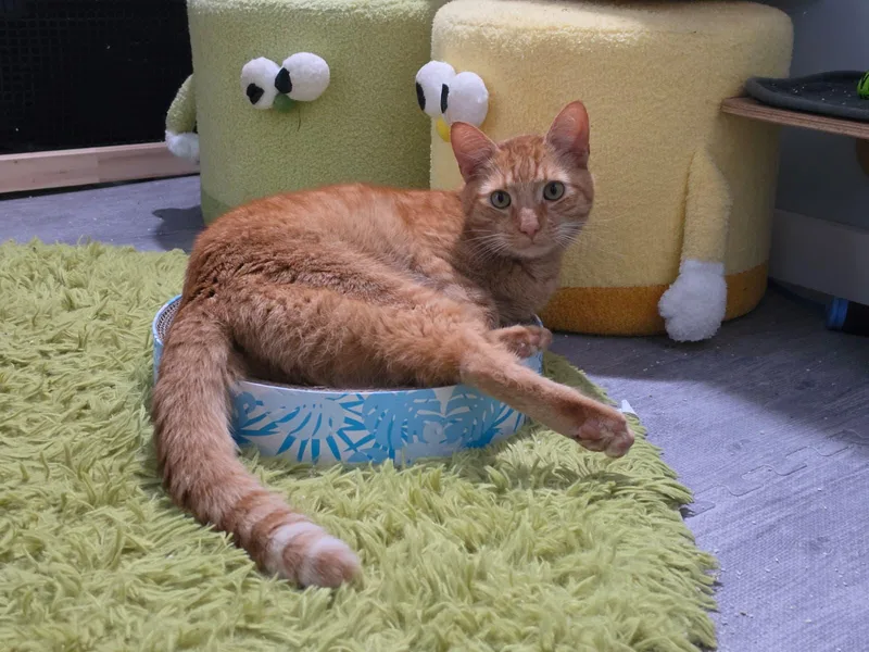 An adult large-sized male Tabby (Orange / Red) Domestic Short Hair cat named Norman for adoption in Nottingham, MD