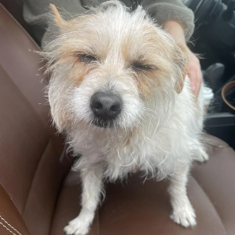 A senior small-sized male White / Cream Terrier dog named Max for adoption in Washington, DC