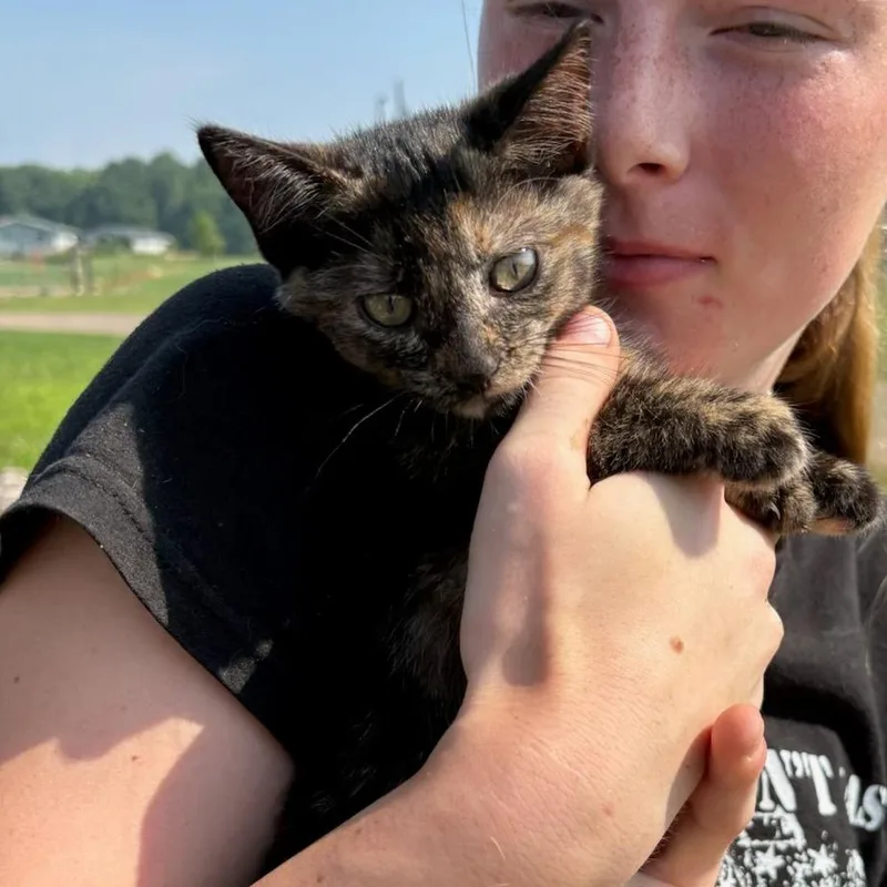 A baby small-sized female Tortoiseshell Domestic Short Hair cat named Turtle for adoption in Madison, WI