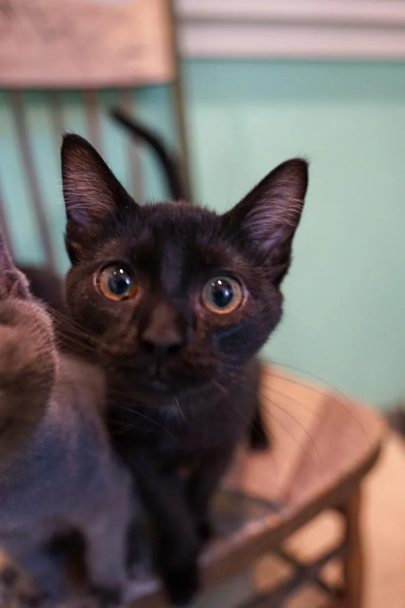 A baby medium-sized male Domestic Short Hair cat named Applejack for adoption in Jackson, WY