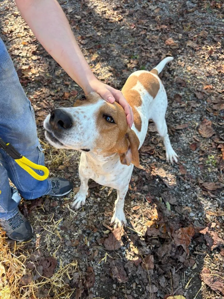 An adult large-sized female Hound dog named Trixie for adoption in Parsons, WV