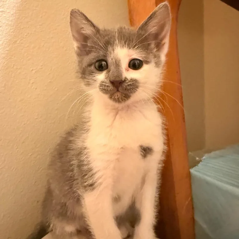 A baby small-sized female Domestic Short Hair cat named Pj for adoption in Maple Falls, WA