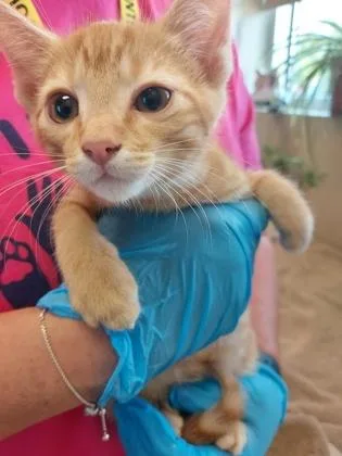 A baby small-sized male Domestic Short Hair cat named Cpo for adoption in Fishers, IN