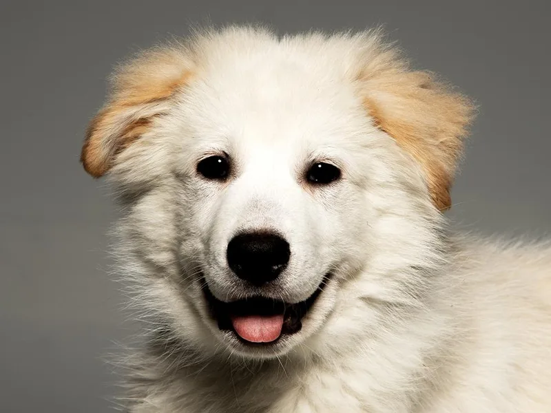 A baby large-sized male White / Cream Great Pyrenees dog named Arlo for adoption in Cookeville, TN