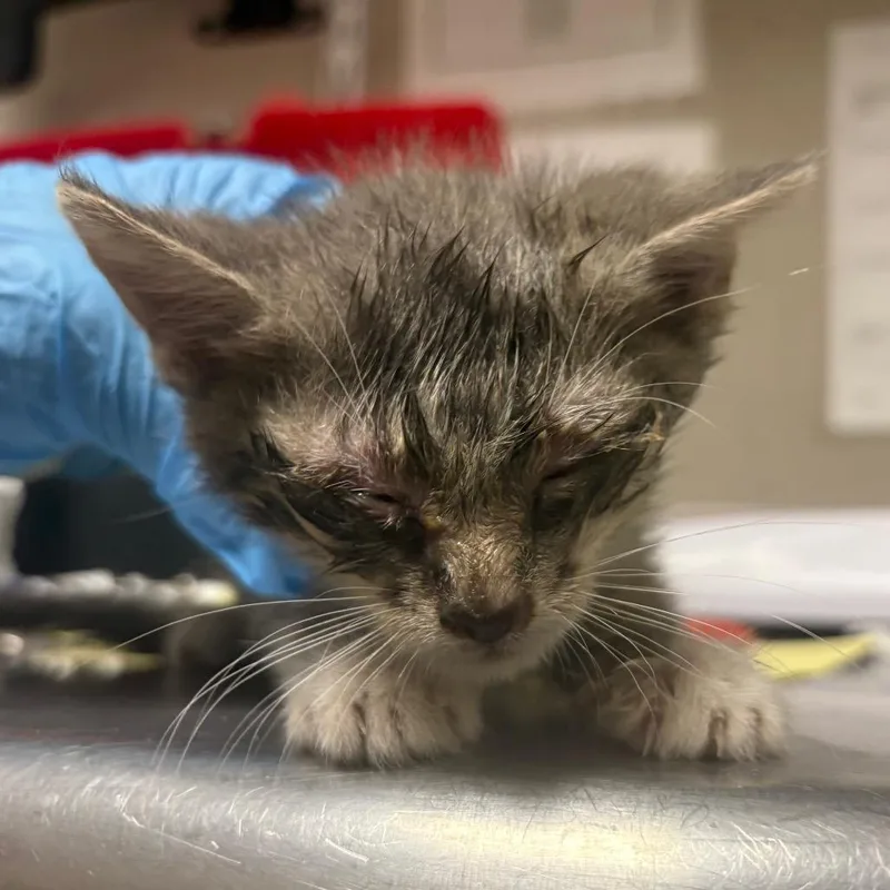 A baby small-sized male Gray / Blue / Silver Domestic Short Hair cat named Carson for adoption in Yuma, AZ