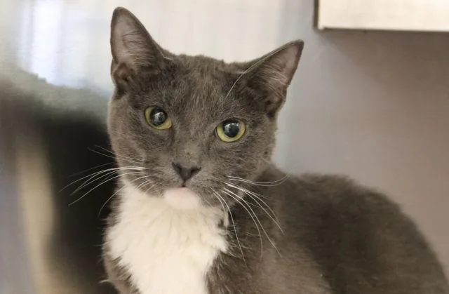 A young small-sized male Domestic Short Hair cat named Charizard for adoption in Tucson, AZ