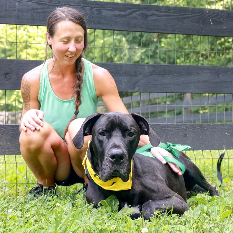 A young extra large-sized male Black Great Dane dog named Onyx for adoption in West Grove, PA