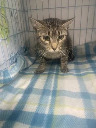 An adult medium-sized female Domestic Short Hair cat named Mango for adoption in Gainesville, FL