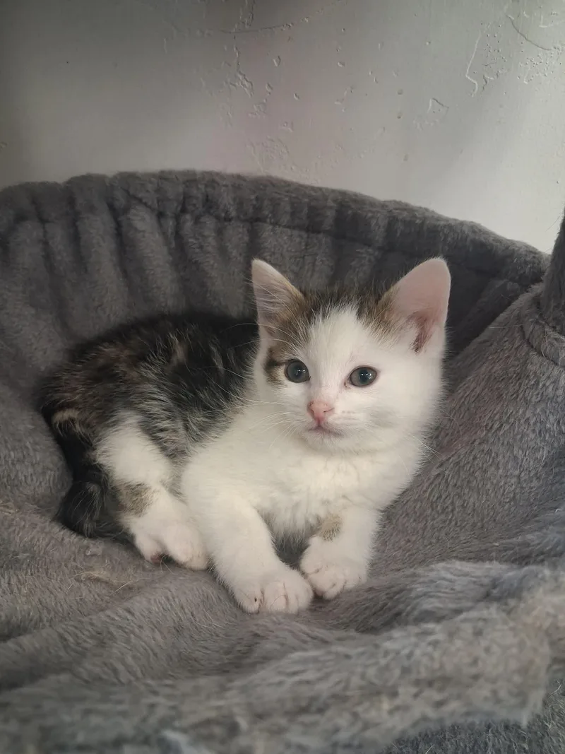 A young medium-sized male White Domestic Short Hair cat named Leo for adoption in Roosevelt, UT