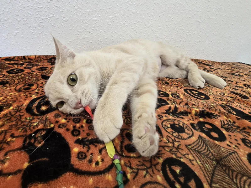 A young medium-sized female Buff / Tan / Fawn Domestic Short Hair cat named Saltine for adoption in Red Wing, MN