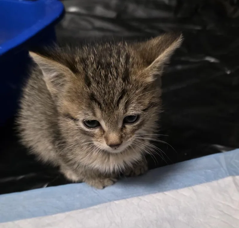 A baby small-sized male Tabby (Brown / Chocolate) Domestic Short Hair cat named GeraldQ for adoption in Metamora, IL