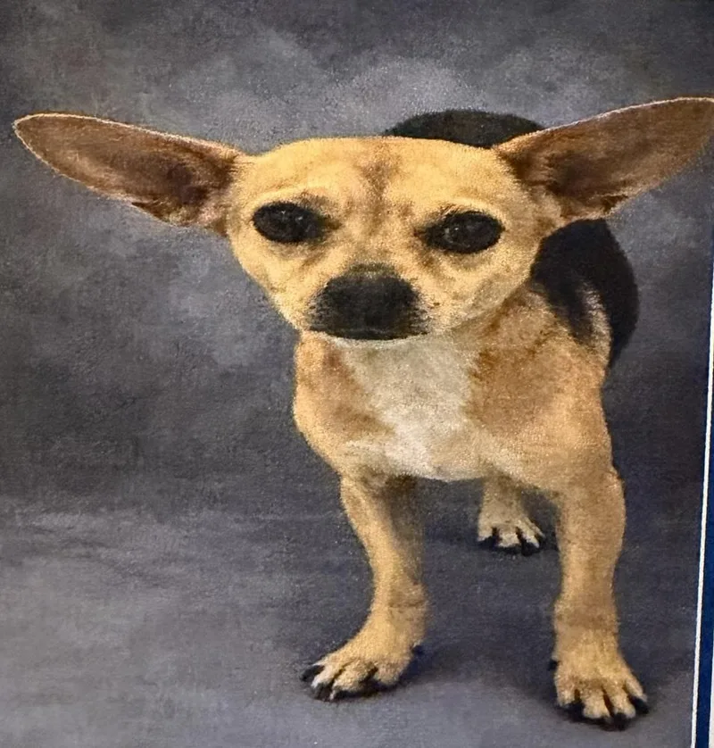 An adult small-sized male Chihuahua dog named Poncho for adoption in Lakeland, FL