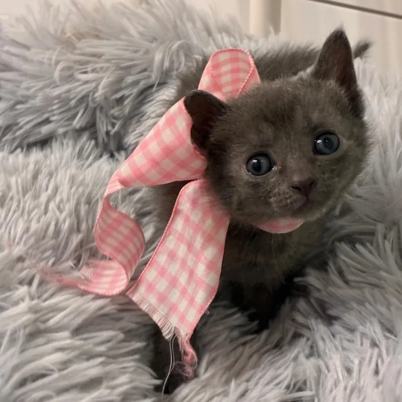 A baby small-sized female Gray / Blue / Silver Domestic Short Hair cat named Peoria for adoption in Evansville, IN