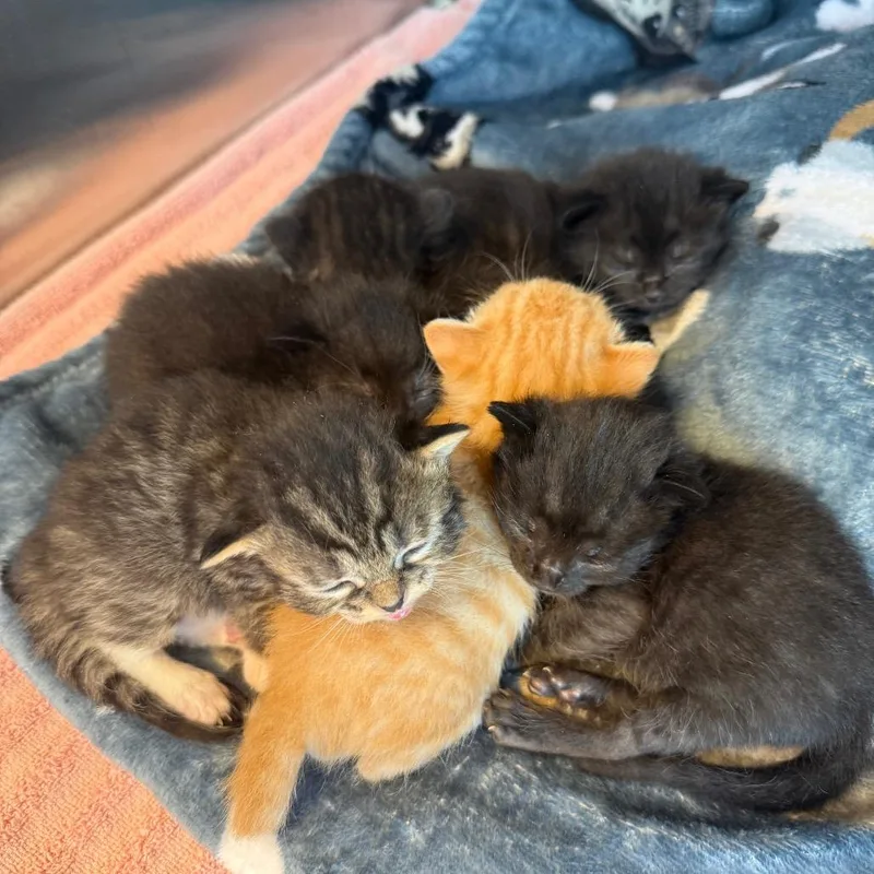 A baby small-sized male Black Domestic Medium Hair cat named Sir for adoption in Madisonville, TN