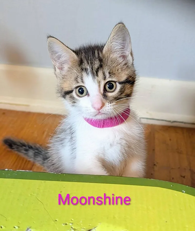 A baby small-sized female Domestic Short Hair cat named Moonshine for adoption in Kettering, OH