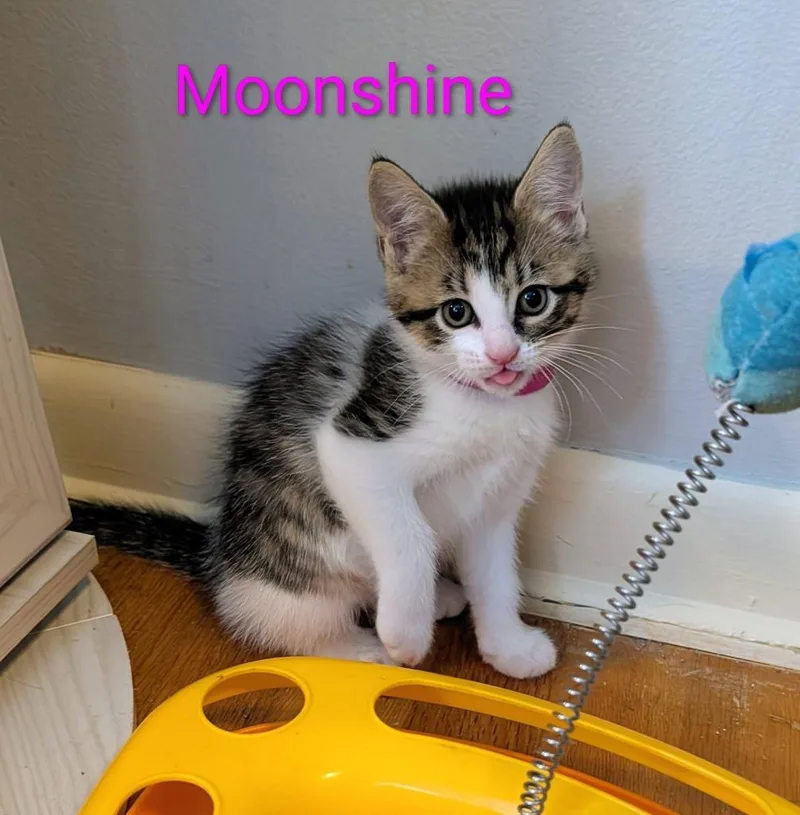 Moonshine thumbnail 2