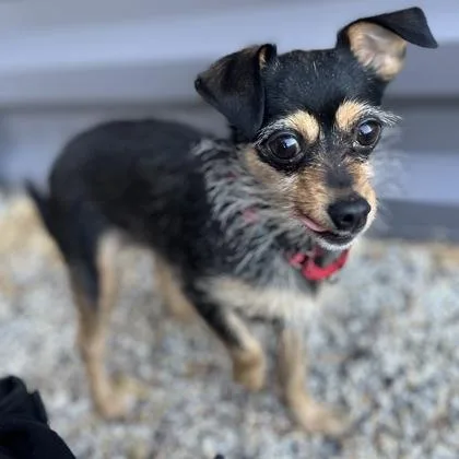 A young small-sized female Mixed Breed dog named Buttercup for adoption in Janesville, WI