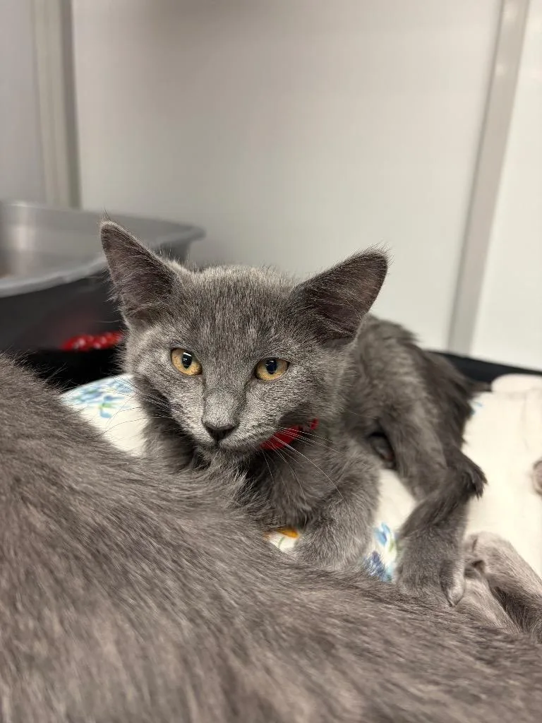 A baby medium-sized female Domestic Short Hair cat named Wayfarer for adoption in Peoria, AZ