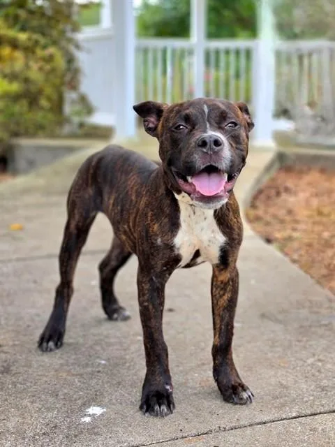 A young medium-sized male Boxer dog named Hugo for adoption in Statesville, NC