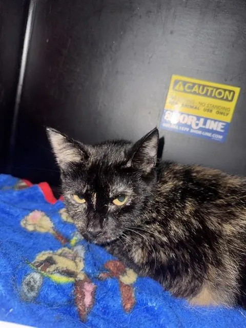 A young medium-sized female Domestic Short Hair cat named Happy for adoption in Dallas, TX