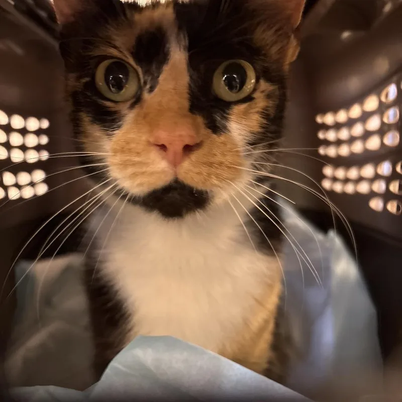 An adult medium-sized female Calico Domestic Short Hair cat named Eloise for adoption in West Palm Beach, FL