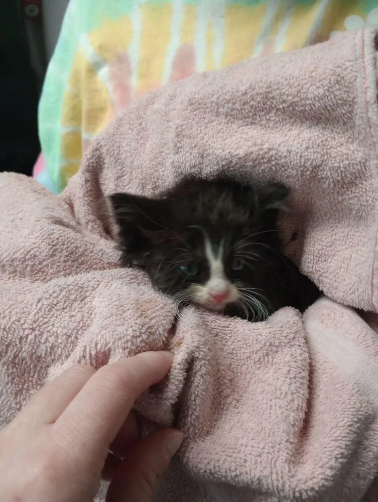A baby small-sized male Black & White / Tuxedo Domestic Medium Hair cat named McClane for adoption in Muskegon, MI