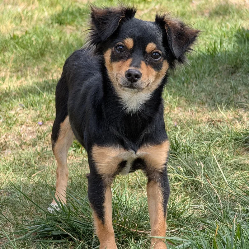 A young small-sized female Bicolor Chihuahua dog named Baby for adoption in Mountain Center, CA