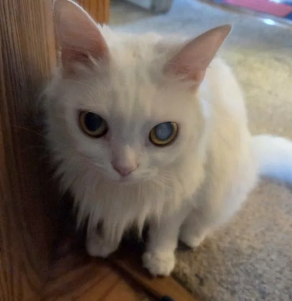 An adult medium-sized female White Turkish Angora cat named Polly for adoption in Kenosha, WI