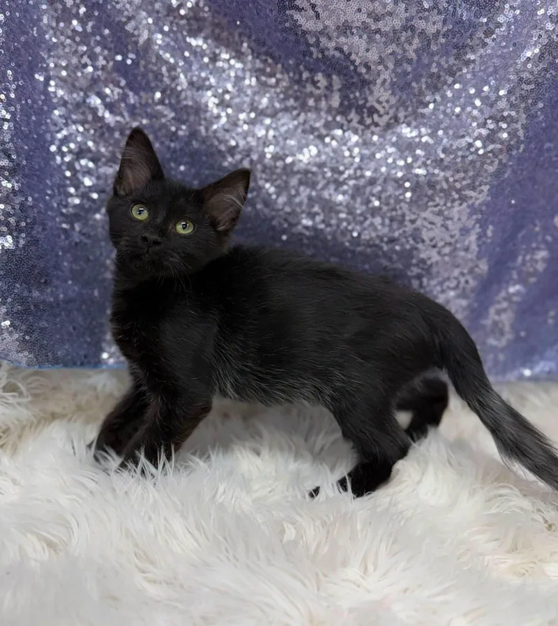 A young medium-sized male Black Domestic Medium Hair cat named Louie for adoption in Clarkesville, GA