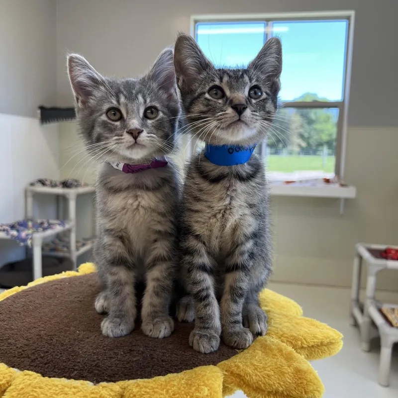 A baby small-sized male Brown / Chocolate Domestic Short Hair cat named Momo for adoption in Delaware, OH