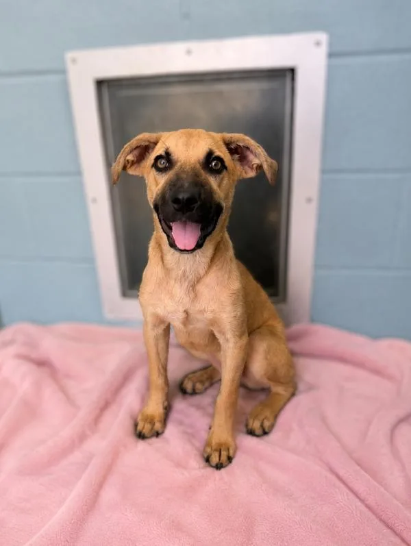 A young small-sized female Black Mouth Cur dog named Lolly for adoption in Lafayette, LA