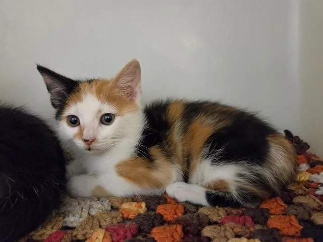 A baby small-sized female Domestic Short Hair cat named Cali for adoption in Salinas, CA