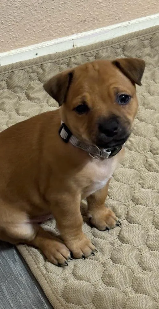 A baby small-sized male Terrier dog named Stone  Rumor for adoption in Lakeland, FL