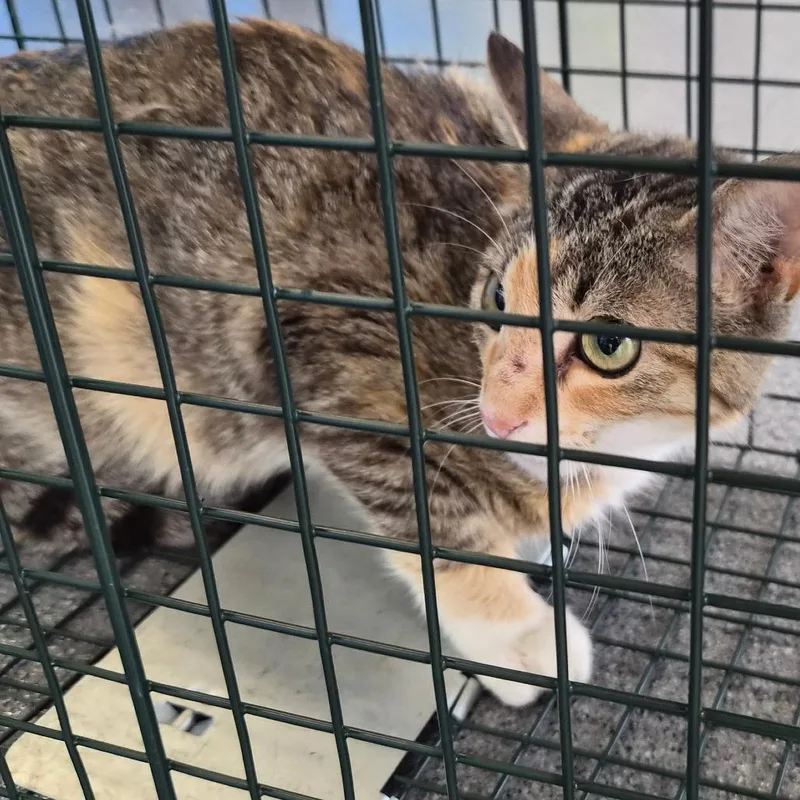 An adult small-sized female Calico Domestic Short Hair cat named Calico for adoption in Montgomery, AL