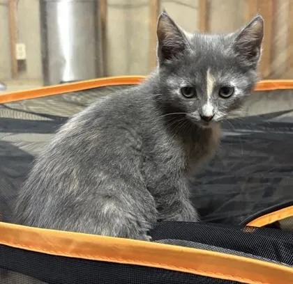 A baby small-sized female Domestic Short Hair cat named Mochi for adoption in Lafayette, IN