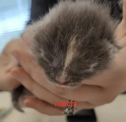 Mochi thumbnail 2