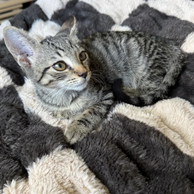 A baby small-sized female Brown / Chocolate Domestic Short Hair cat named Emma for adoption in Houston, TX