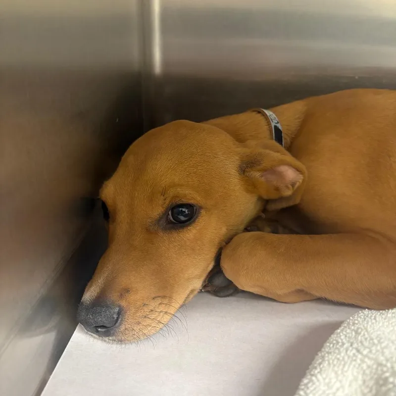 A baby small-sized male Red / Chestnut / Orange Mixed Breed dog named TX Joey for adoption in Port Washington, NY